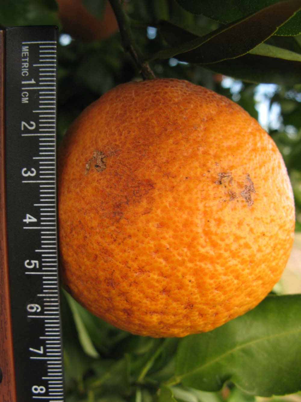              Fruit (Winter Haven, FL)       